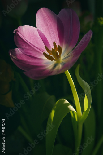 Close up of purple tulip with natural sunlight