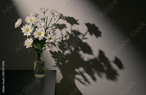 White Chrysanthemum Flower and Shadows in Studio