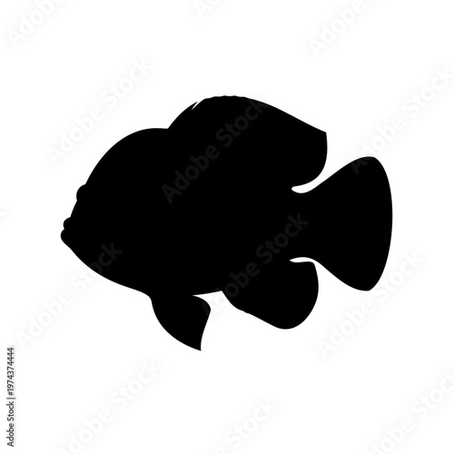 Isolated black silhouette of an oscar fish swimming in a white background