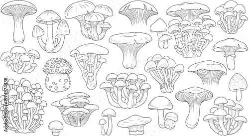 Detailed collection of various mushroom species and fungi illustrated in black and white line art on a plain background.