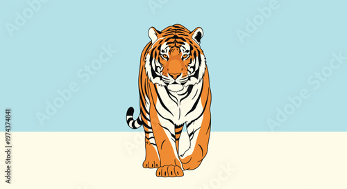 Powerful tiger walks forward with a determined gaze against a clean and simple two tone blue and cream background.