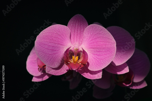 Closeup of  Phalaenopsis Orchid on black background