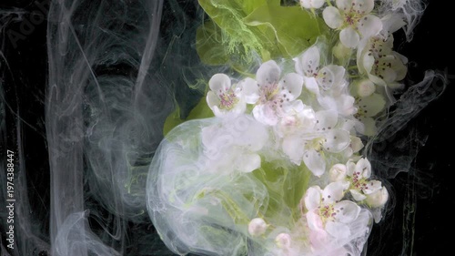 White cherry blossom submerged in ink, delicate petals drift through milky smoke against black background, soft green leaves visible, cinematic macro
