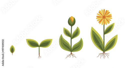 Plant growth stages from seedling to blooming flower with roots.