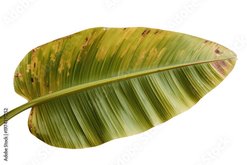 Green and yellow banana leaf with distinct texture on transparent background, symbolizing tropical nature