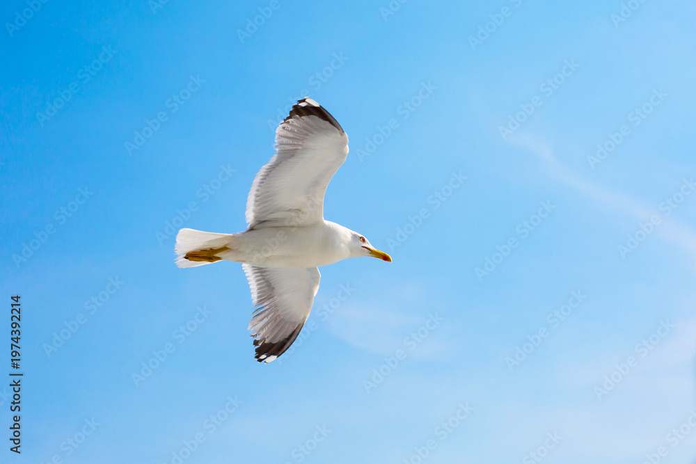 Fototapeta premium Fish seagull flying in the blue sky, freedom concept, place for text
