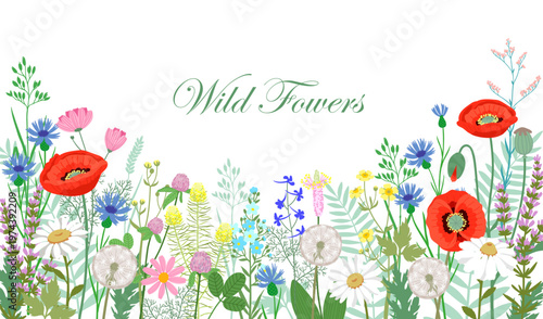 Panoramic wild flowers meadow composition featuring bright red poppies, white chamomile daisies, blue cornflowers, dandelions and small yellow blossoms with lush green leaves and stems. Decorative bot