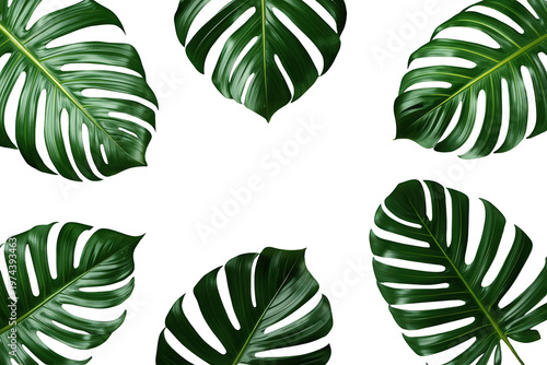 Green monstera deliciosa leaves creating a natural border on a transparent background, perfect for tropical foliage designs