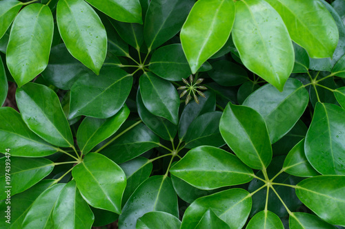Tropical green leaves schefflera close-up, abstract natural background.