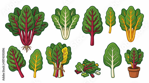 Vibrant Swiss chard leaf vector set with rainbow stalks bunch and potted plant illustrations