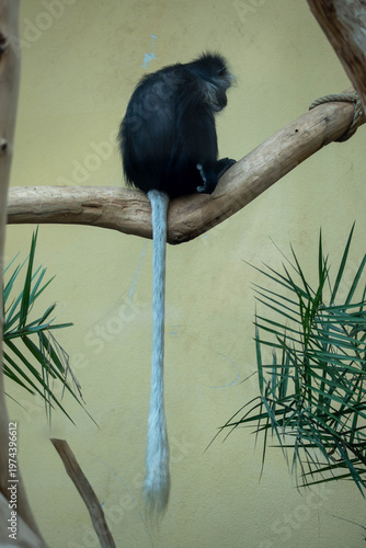 Black-and-white colobus monkey sitting on a tree branch with long tail hanging down, wildlife portrait in a zoo or natural enclosure, calm and natural pose.