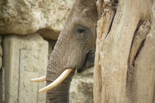 Close-up of an African elephant with tusks beside a tree trunk, textured skin and calm eye, wildlife portrait in natural habitat, soft earthy tones.