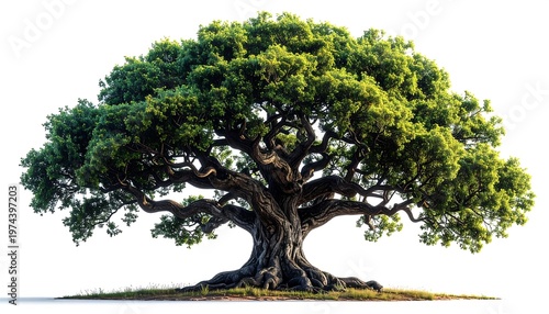 A detailed, isolated image of a massive oak tree in full leaf with a textured, weathered trunk and expansive canopy