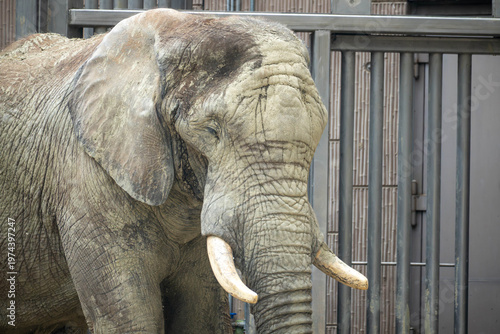 African elephant standing near enclosure gate, full body view with tusks, textured skin and calm posture, wildlife scene in zoo environment.