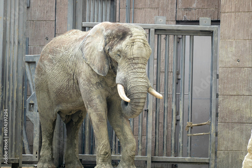 African elephant standing near enclosure gate, full body view with tusks, textured skin and calm posture, wildlife scene in zoo environment.