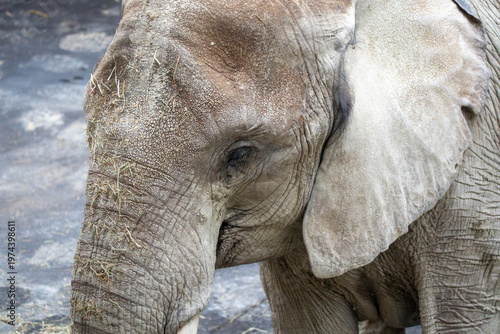 Close-up portrait of an elephant in the zoo, highlighting its textured skin, expressive eye, and the powerful presence of this majestic animal.