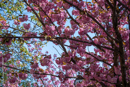 Blooming cherry blossom branches in soft spring light, capturing the delicate beauty, freshness, and seasonal charm of sakura in full bloom.