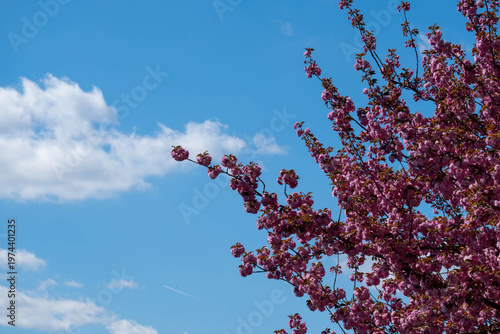 Pink cherry blossom branches against a bright blue sky with soft white clouds, capturing the fresh beauty of spring in a calm outdoor scene.