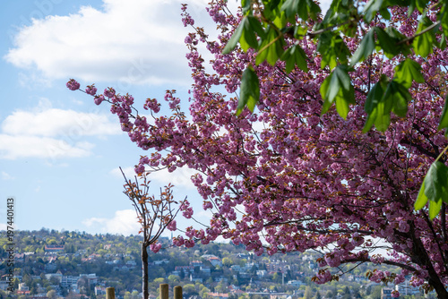 Blooming cherry blossom branches in soft spring light, capturing the delicate beauty, freshness, and seasonal charm of sakura in full bloom.