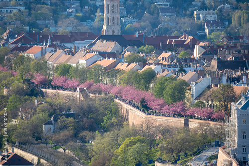 Elevated view of Budapest’s historic Buda district with pink cherry blossoms along old castle walls, framed by spring greenery and sunlit rooftops.