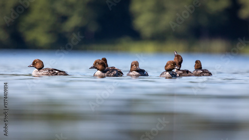 Gągoł Bucephala clangula