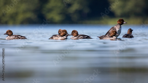 Gągoł Bucephala clangula