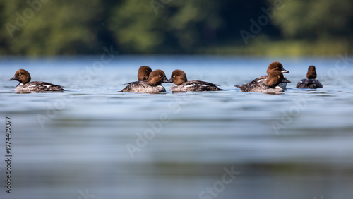 Gągoł Bucephala clangula