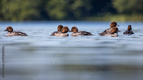 Gągoł Bucephala clangula
