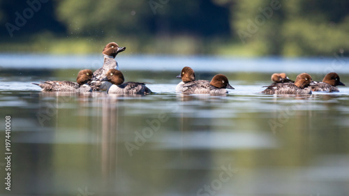 Gągoł Bucephala clangula