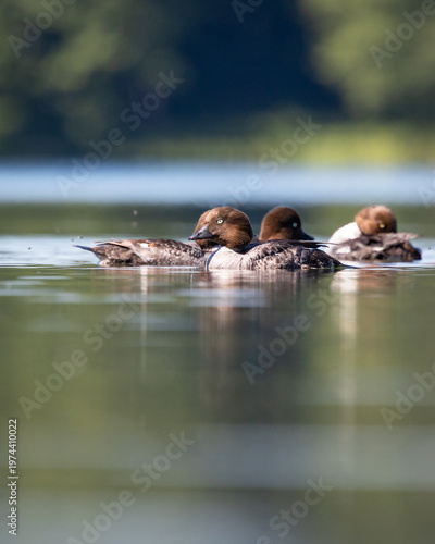 Gągoł Bucephala clangula