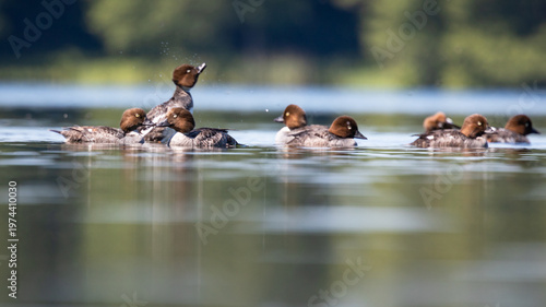 Gągoł Bucephala clangula