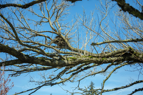 Fényképezés Bird nest in mossy Garry Oak tree branches against blue sky