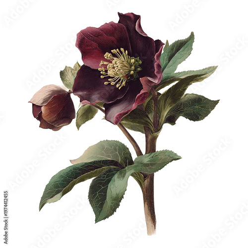Black Hellebore Dark Gothic Winter Vintage Botanical Illustration Burgundy Christmas Rose Retro Engraving Isolated Single Stem Antique Moody Art Print