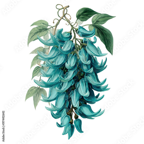 Jade Vine Strongylodon Rare Tropical Vintage Botanical Illustration Turquoise Iridescent Retro Engraving Isolated Cascade Antique Exotic Art Print