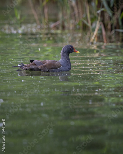 Kokoszka zwyczajna Gallinula chloropus