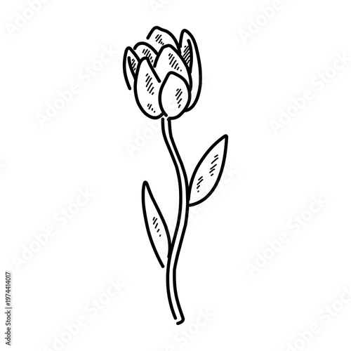 Hand drawn line drawing of tulips with stems and leaves, elegant floral art, black outline on white background. A beautiful collection of tulip, illustrated in a black and white sketchy line art style