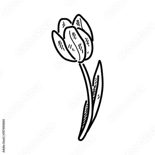 Hand drawn line drawing of tulips with stems and leaves, elegant floral art, black outline on white background. A beautiful collection of tulip, illustrated in a black and white sketchy line art style
