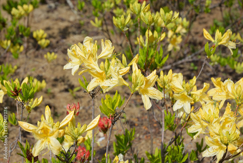 Yellow Rhododendron azalea flowers blooming