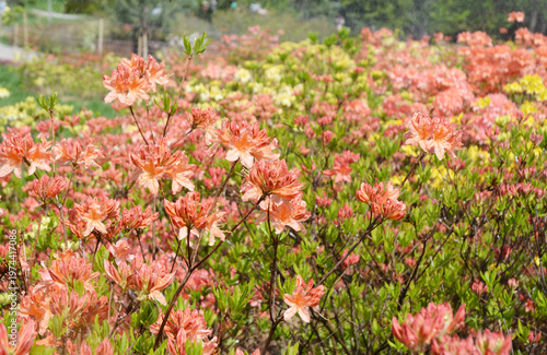 Watering Rhododendrons and Azaleas in the Garden
