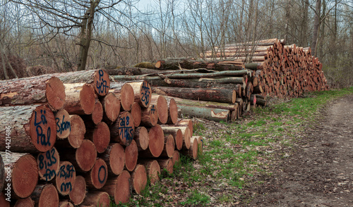 Logs stacked along a forest path in early spring near a wooded area