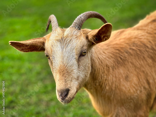 Curious Young Goat with Horns Standing in Sunny Farm Field