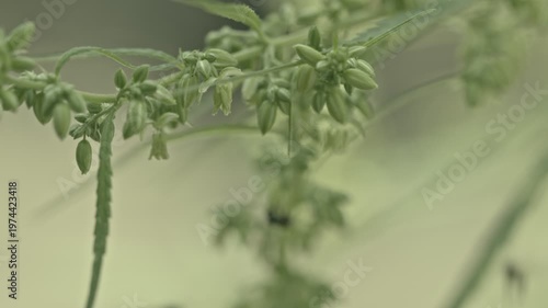 The male hemp flowers are in full bloom and are released to the female plant for fertilization.
Male hemp flowers are bred to obtain seeds.
Insects fly around and pollinate cannabis flowers.