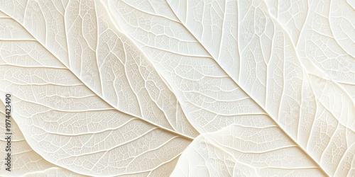 Intricate Patterns of Delicate Leaves in Abstract Macro Photography on Soft Beige Background