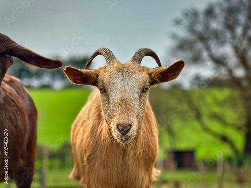 Curious Young Goat with Horns Standing in Sunny Farm Field