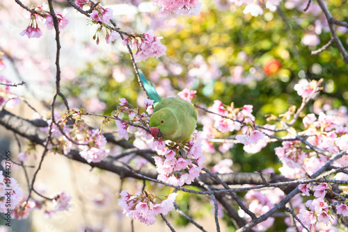 Foto 大寒桜の蜜を吸うワカケホンセイインコ(3)