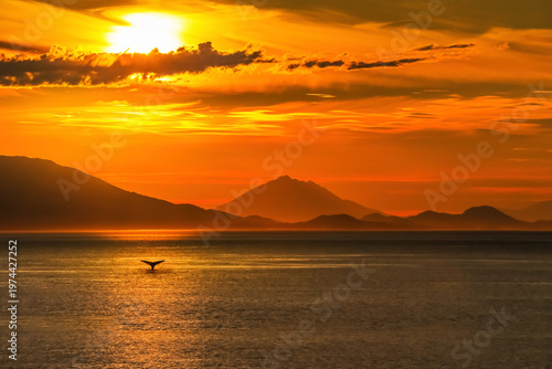Dramatic Alaskan fjord sunset with diving whale tail and glowing mountain horizon
