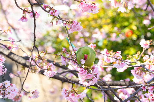 Foto 大寒桜の蜜を吸うワカケホンセイインコ(1)