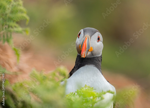 Wild Atlantic Puffin Resting Among Spring Ferns