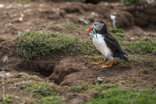 Wild Atlantic Puffin carrying sandeels in its beak near a burrow, Skomer Island