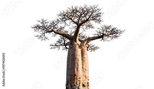 dead tree isolated on white